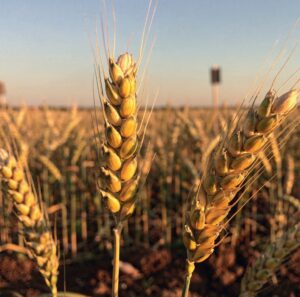 Hybridní obiloviny tritikale a tritordeum
